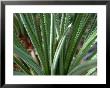 New Fern Growth, Florida, Usa by Lisa S. Engelbrecht Limited Edition Print