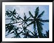 Tops Of Palm Trees Shot Against The Sky by Marc Moritsch Limited Edition Pricing Art Print