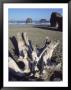 Dead Tree Trunk On Beach by Peter L. Chapman Limited Edition Print