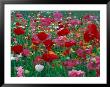 Shirley Mixed And California Poppy Field, Washington, Usa by Jamie & Judy Wild Limited Edition Pricing Art Print