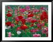 Shirley Mixed And California Poppy Field, Washington, Usa by Jamie & Judy Wild Limited Edition Print