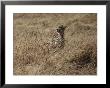 A Camouflaged Cheetah Sits Alone In A Field Of Tall Grass In Serengeti National Park by Kenneth Love Limited Edition Print
