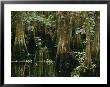 A Great Egret Or Common Egret Stalks Fish In A Cypress Tree Swamp by Farrell Grehan Limited Edition Print