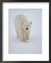 Polar Bear In Churchill Manitoba by Keith Levit Limited Edition Pricing Art Print