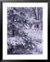 Christmas Tree In Nature With Lights And Snow by Terri Froelich Limited Edition Print