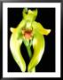 Rainforest Orchid, Amazon, Ecuador by Pete Oxford Limited Edition Print