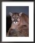 Mountain Lion On Rock, Felis Concolor by Robert Franz Limited Edition Print