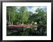 Azaleas At Bryan Park, Richmond Va by Everett Johnson Limited Edition Print