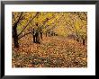 Apple Orchard In Autumn, Oroville, Washington, Usa by Jamie & Judy Wild Limited Edition Print