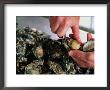 Shucking Oysters, Coffin Bay, Australia by John Hay Limited Edition Print