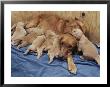 Sixteen-Day-Old Golden Retriever Puppies Nurse And Nestle Close To Their Mother by Joseph H. Bailey Limited Edition Print