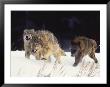 Pack Of Timber Wolves (Canis Lupus) by Elizabeth Delaney Limited Edition Print