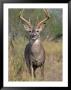 White-Tailed Deer, Odocoileus Virginianus by Amy And Chuck Wiley/Wales Limited Edition Print