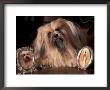 Lhasa Apso With Framed Pictures Of Other Lhasa Apsos by Adriano Bacchella Limited Edition Print