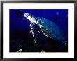 Scuba Diving In Soufriere Bay With Loggerhead Turtle, Dominica, Caribbean by Greg Johnston Limited Edition Print