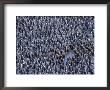 King Penguin Colony, South Georgia Island, Antarctica by Hugh Rose Limited Edition Pricing Art Print