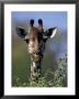 Close-Up Of Giraffe Feeding, South Africa by William Sutton Limited Edition Pricing Art Print