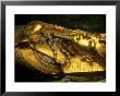 Golden Coffin Of Tutahkhamun, Valley Of The Kings, Egypt by Kenneth Garrett Limited Edition Print