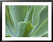 Agave Plant, Maui, Hawaii, Usa by Julie Eggers Limited Edition Pricing Art Print