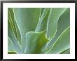 Agave Plant, Maui, Hawaii, Usa by Julie Eggers Limited Edition Print