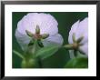 Morning Dew Forms Drops And Droplets Of Water On A Cherry Blossom by Taylor S. Kennedy Limited Edition Print