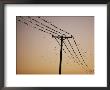Silhouetted Against A Twilight Sky, A Flock Of Birds Rests On Telephone Wires by Robert Madden Limited Edition Pricing Art Print