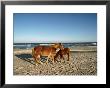 Two Chincoteague Ponies Stand Close Together On The Beach by James P. Blair Limited Edition Print