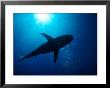 Sunlight Through Water Silhouettes A Passing Shark by Wolcott Henry Limited Edition Print