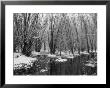 Black And White Infrared Image Of Cherry Creek State Park, Co by Susan A. Quinn Limited Edition Print