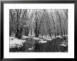 Black And White Infrared Image Of Cherry Creek State Park, Co by Susan A. Quinn Limited Edition Pricing Art Print
