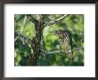 Red-Shouldered Hawk Perches In A Tree On Floridas Gulf Coast by Klaus Nigge Limited Edition Print