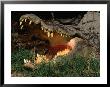 Saltwater Crocodile (Crocodylus Porosus), Kakadu National Park, Australia by Mitch Reardon Limited Edition Print