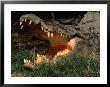 Saltwater Crocodile (Crocodylus Porosus), Kakadu National Park, Australia by Mitch Reardon Limited Edition Print