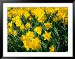 Yellow Daffodils, Elmira College, New York, Usa by Lisa S. Engelbrecht Limited Edition Print