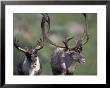 Bull Caribou On Thorofare Pass, Denali National Park, Alaska, Usa by Paul Souders Limited Edition Print