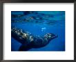 Galapagos Sea Lion (Zalophus Californianus), Ecuador by Richard I'anson Limited Edition Pricing Art Print