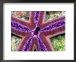 A Close View Of A Beautiful Lavender-Colored Starfish by Wolcott Henry Limited Edition Print