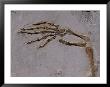 Fossil Of Lizard-Like Creature, China by O. Louis Mazzatenta Limited Edition Pricing Art Print