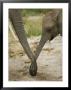 A Juvenile African Elephant Joins Trunks With Its Parent by Roy Toft Limited Edition Print