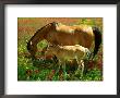 Horse And Foal Grazing by Gail Dohrmann Limited Edition Pricing Art Print