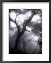 Mist Filled Forest by John Glembin Limited Edition Print