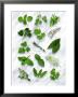 Various Herbs On Marble by Peter Howard Smith Limited Edition Print