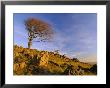 Bare Tree On Stony Outcrop, Parwich, Hartington, Derbyshire, England by Pearl Bucknell Limited Edition Print