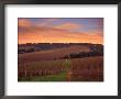 Early Spring Over Knutsen Vineyards In Red Hills, Oregon, Usa by Janis Miglavs Limited Edition Print