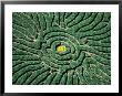 Aerial Of Corn Maze In Denver Botanic Gardens, Denver, Usa by Jim Wark Limited Edition Print