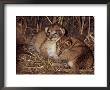 Baby Lion Cubs by Beverly Joubert Limited Edition Print