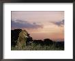 A Male African Lion Looks Out Over Its Territory At Twilight by Roy Toft Limited Edition Pricing Art Print
