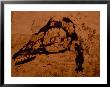 Earliest Known Bird Nestling Which Has Dinosaur-Like Skull And Teeth by O. Louis Mazzatenta Limited Edition Print