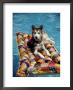 Dog Floating On Raft In Swimming Pool by Chris Minerva Limited Edition Print