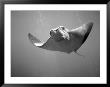 Cownose Stingray by Henry Horenstein Limited Edition Print